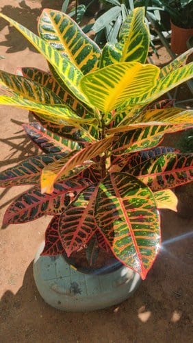 Plant’s Nirvana Indoor plant Croton (Codiaeum variegatum) Buy Croton (Codiaeum variegatum) Online 