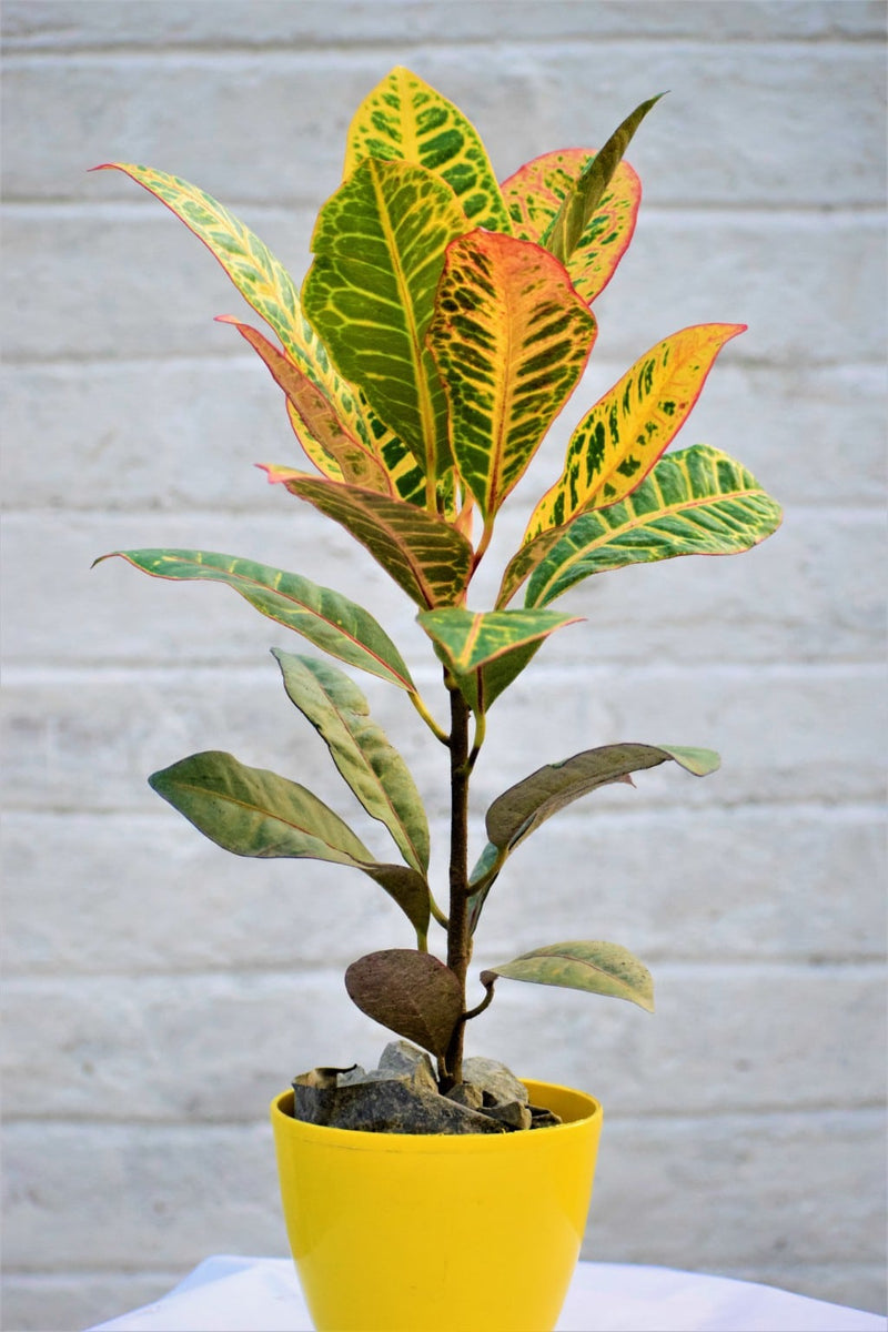 Plant’s Nirvana Indoor plant Croton (Codiaeum variegatum) Buy Croton (Codiaeum variegatum) Online 