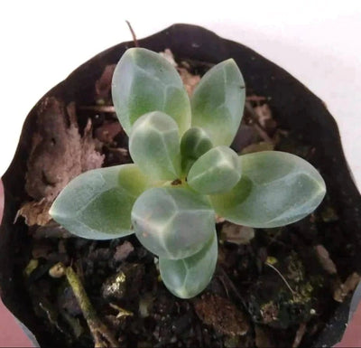 Plant’s Nirvana Indoor Plant Ice succulent Buy Ice Succulent Plant Online 