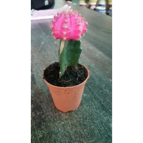Plant’s Nirvana Indoor Plant Moon cactus Buy Moon Cactus Online 