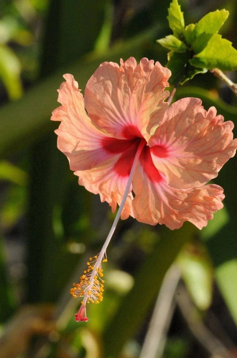 Plant’s Nirvana Indoor Plant Peach Australian Hibiscus Buy Peach Australian Hibiscus Plant Online 