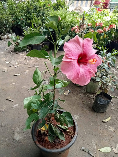 Plant’s Nirvana Indoor Plant Pink Australian Hibiscus Buy Pink Australian Hibiscus Plant Online 