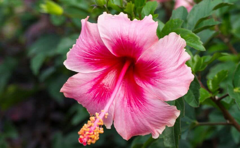 Plant’s Nirvana Indoor Plant Pink Australian Hibiscus Buy Pink Australian Hibiscus Plant Online 