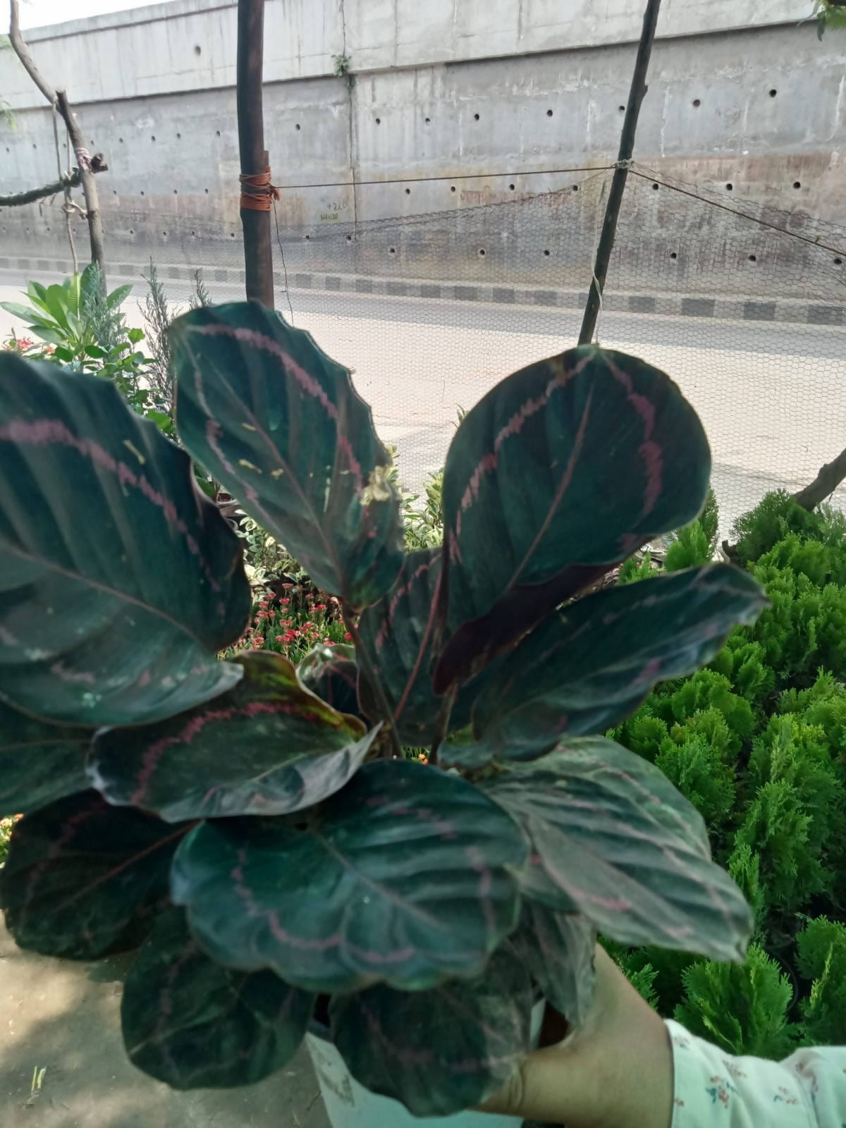 Buy Rose Painted Calathea Plant Online Urban Plants   Plant S Nirvana Indoor Plant Rose Painted Calathea Plant Buy Rose Painted Calathea Plant Online 38659845357783 