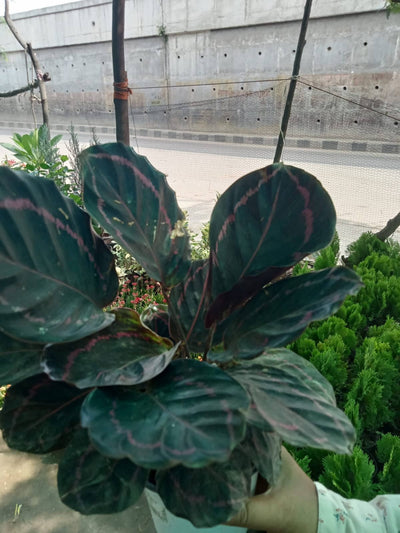 Plant’s Nirvana Indoor Plant Rose Painted Calathea Plant Buy Rose Painted Calathea Plant Online 