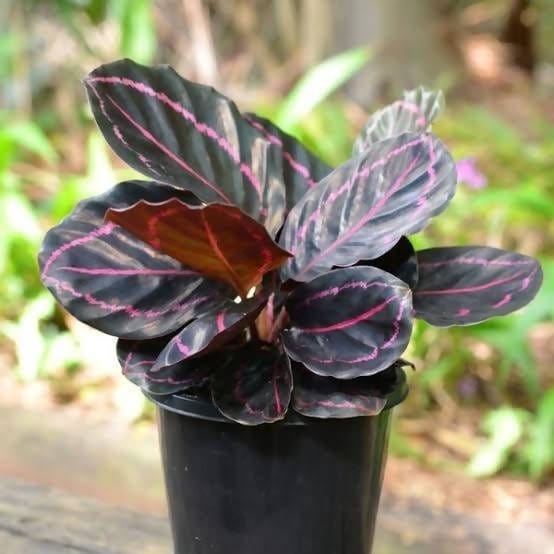 Plant’s Nirvana Indoor Plant Rose Painted Calathea Plant Buy Rose Painted Calathea Plant Online 