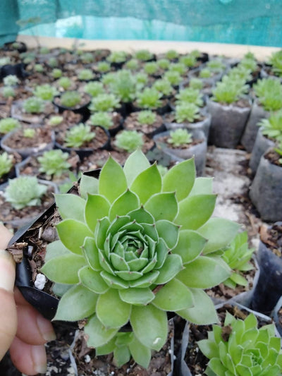 Plant’s Nirvana Indoor Plant Sempervivum Plant