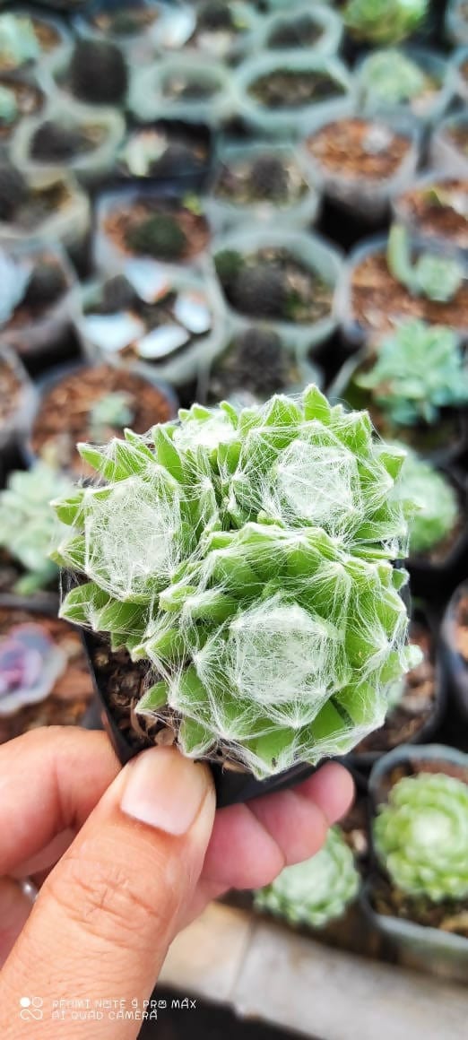 Plant’s Nirvana Indoor Plant Spider web plant