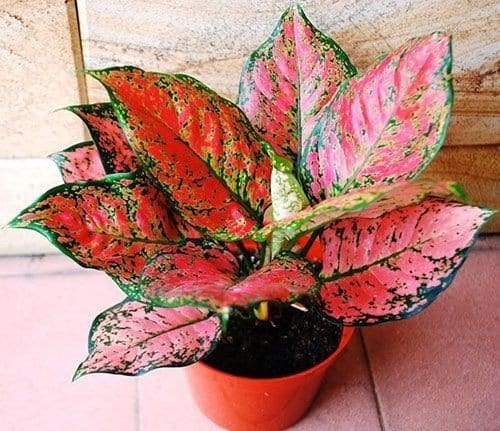 Plant’s Nirvana Indoor Plants Aglaonema Pink Beauty Plant Buy Aglaonema Pink Beauty Plant Online-Urban Plants
