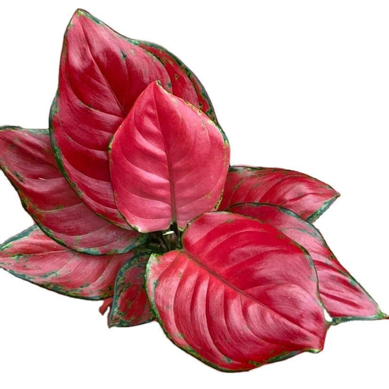 Plant’s Nirvana Indoor Plants Aglaonema Pink Beauty Plant Buy Aglaonema Pink Beauty Plant Online-Urban Plants