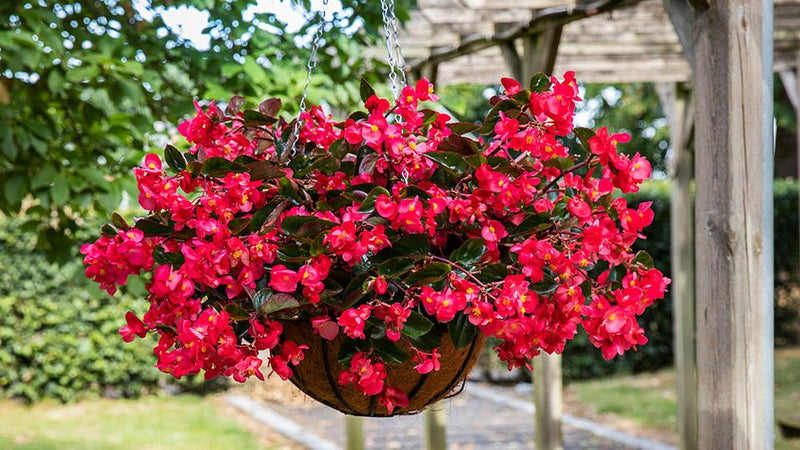 Plant’s Nirvana Indoor Plants Begonia Buy Begonia Plant Online-Urban Plants