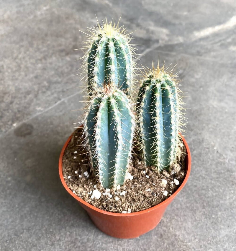 Plant’s Nirvana Indoor Plants Blue Columnar Cactus Buy Blue Columnar Cactus Online-Urban Plants