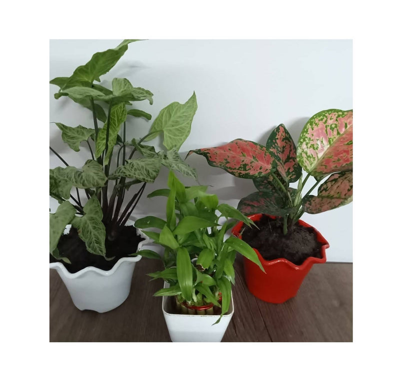Plant’s Nirvana Indoor Plants Combo Aglaonema Pink, Lucky Bamboo, Syngonium Buy Combo Of 3 Indoor Plants Online 