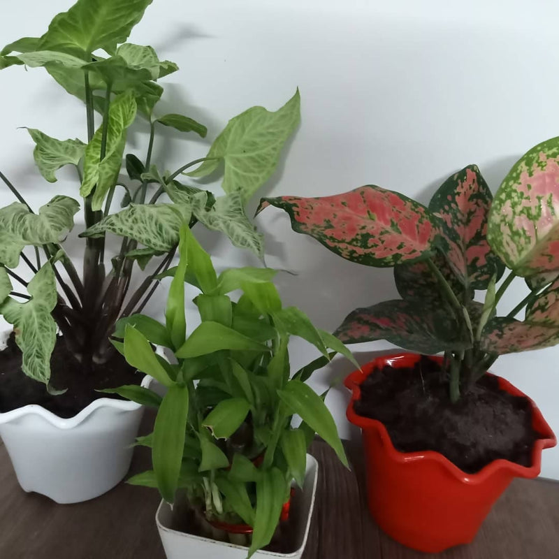 Plant’s Nirvana Indoor Plants Combo Aglaonema Pink, Lucky Bamboo, Syngonium Buy Combo Of 3 Indoor Plants Online 