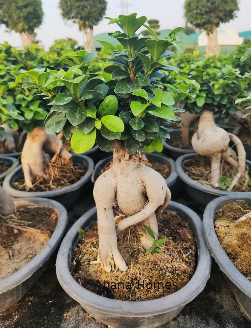Plant’s Nirvana Indoor Plants Ficus Bonsai Buy Ficus Bonsai Plant Online -Urban Plants