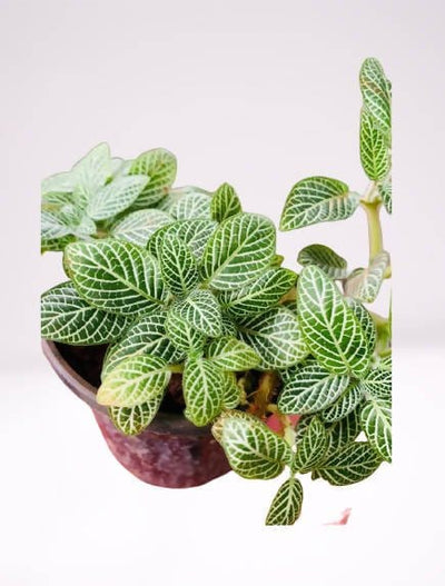 Plant’s Nirvana Indoor Plants Fittonia Green Plant, Nerve Plant Buy Green Fittonia,  Nerve Plant 