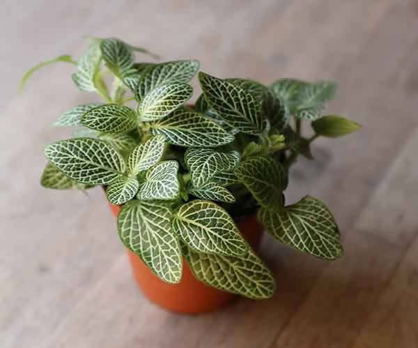 Plant’s Nirvana Indoor Plants Fittonia Green Plant, Nerve Plant Buy Green Fittonia,  Nerve Plant 