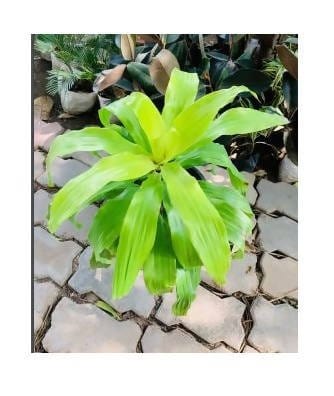 Plant’s Nirvana Indoor Plants Golden comfort Plant Buy Golden Comfort Plant Online 
