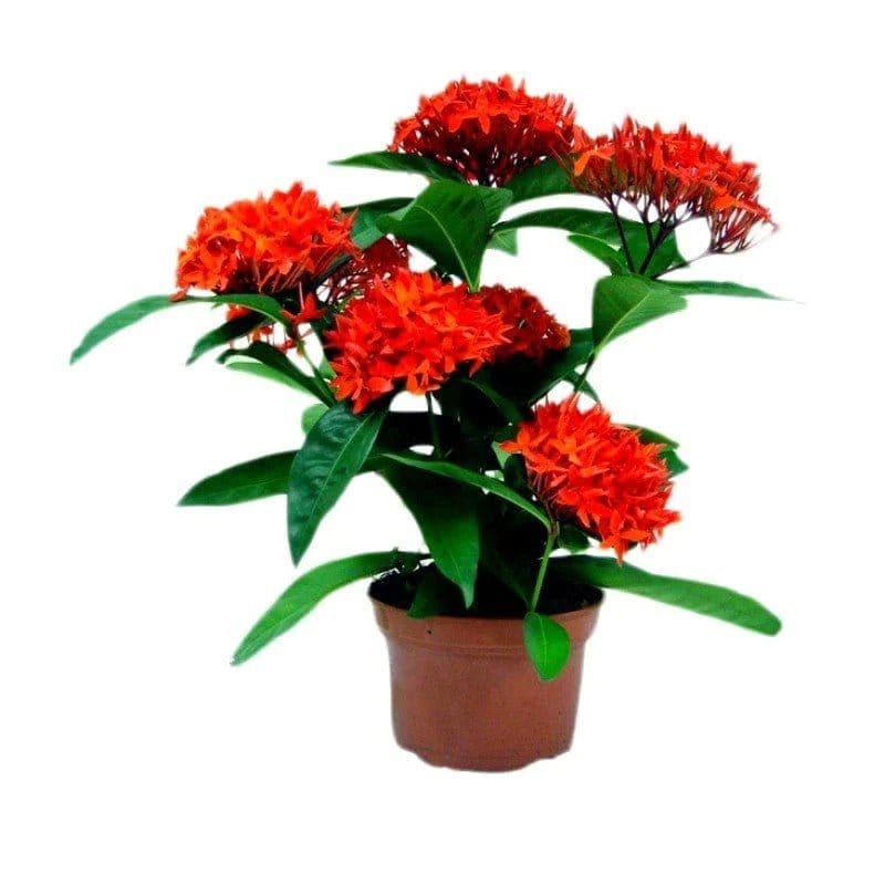 Plant’s Nirvana Indoor Plants Ixora Red Buy Ixora Red Plant Online 