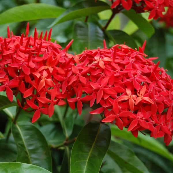 Plant’s Nirvana Indoor Plants Ixora Red Buy Ixora Red Plant Online 