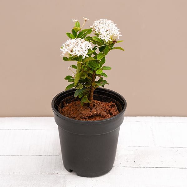 Plant’s Nirvana Indoor Plants Ixora White Buy Ixora White Plant Online 