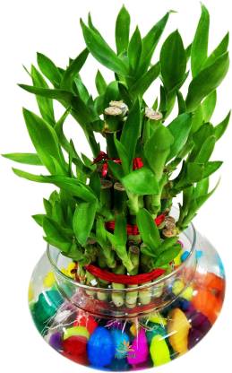 Plant’s Nirvana Indoor Plants Lucky Bamboo - 2 Layer with Glass Pot and Pebbles Buy Lucky Bamboo With Pot Online 