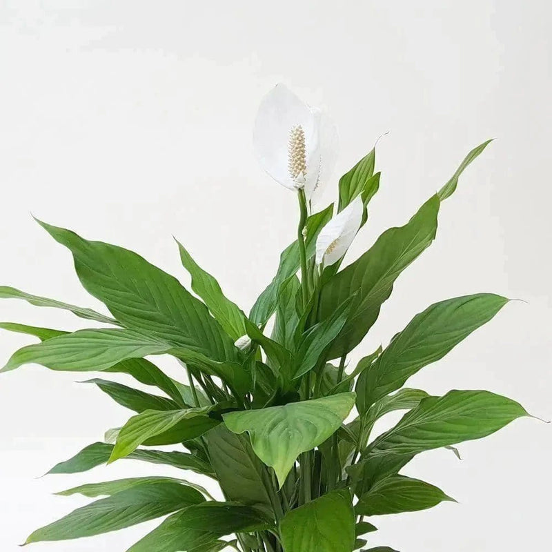 Plant’s Nirvana Indoor Plants Peace Lily Plant Buy Peace Lily Plant Online 