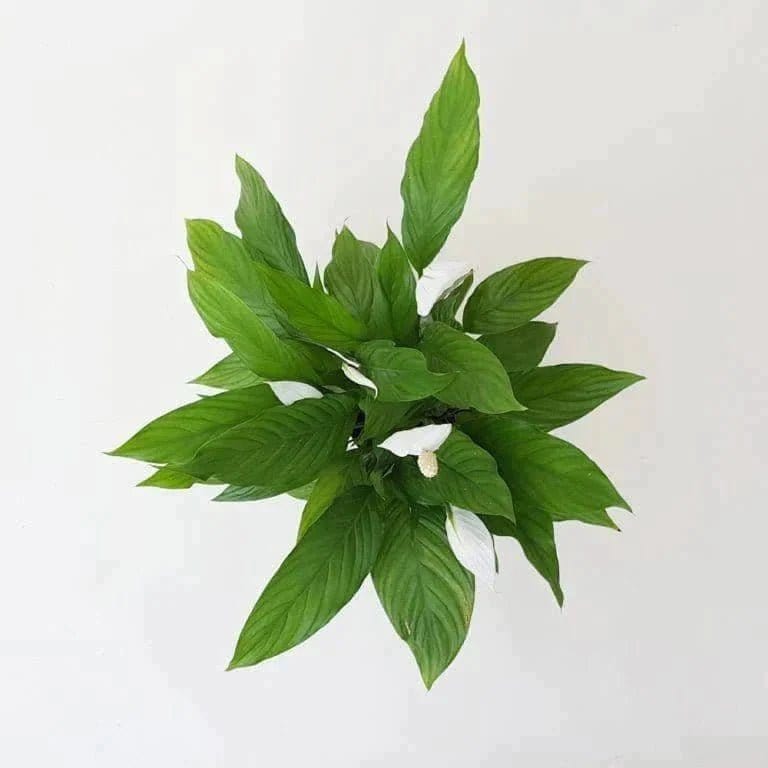 Plant’s Nirvana Indoor Plants Peace Lily Plant Buy Peace Lily Plant Online 