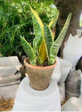 Plant’s Nirvana Indoor Plants Sansevieria Thailand (Snake plant)