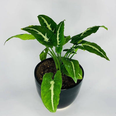 Plant’s Nirvana Indoor Plants Syngonium Wendlandii