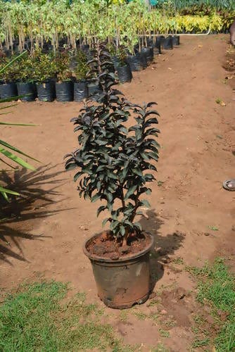 Plant’s Nirvana Outdoor Plant Black guava plant Buy Black Guava Plant 