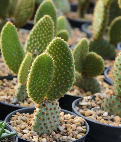 Plant’s Nirvana Outdoor Plant Bunny Ear Cactus Buy Bunny Ear Cactus 