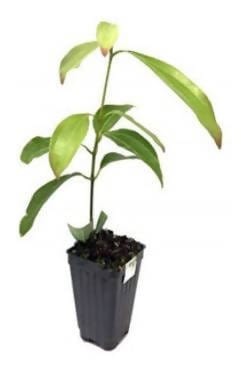 Plant’s Nirvana Outdoor Plant Cinnamon Plant Buy Cinnamon Plant Online 