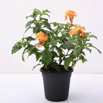 Plant’s Nirvana Outdoor Plant Crossandra, Firecracker Flower Plant Buy Abuli, Firecracker Flower Plant, Live Plant