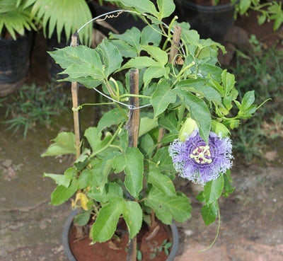 Plant’s Nirvana Outdoor Plant Krishna Kamal Buy Krishna Kamal Plant Online 