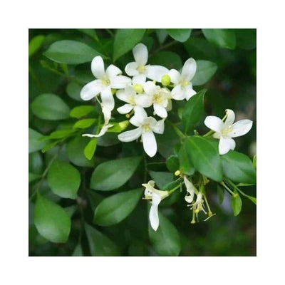 Plant’s Nirvana Outdoor Plant Madhukamini Buy Madhukamini Plant Online 