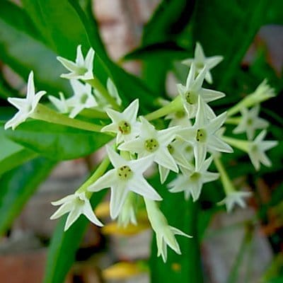 Plant’s Nirvana Outdoor Plant Raat ki Rani, Night Blooming Jasmine- Plant Buy Night Blooming Jasmine Plant, Raat ki Rani Online 