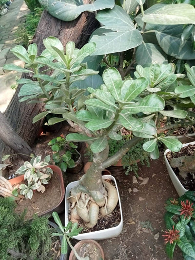 Plant’s Nirvana Outdoor Plant Thai adenium grafted with 4 colours (25 years old)