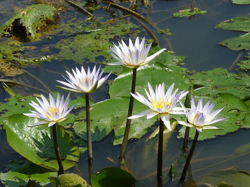 Plant’s Nirvana Outdoor Plant Water Lily Water Lily Plant