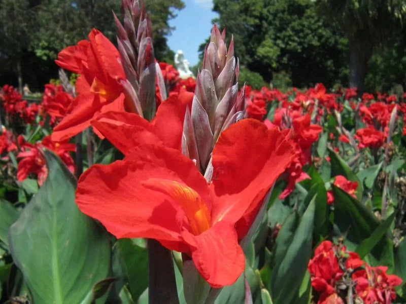 Plant’s Nirvana Outdoor Plants Canna Lily Buy Canna Lilly Plant Online 
