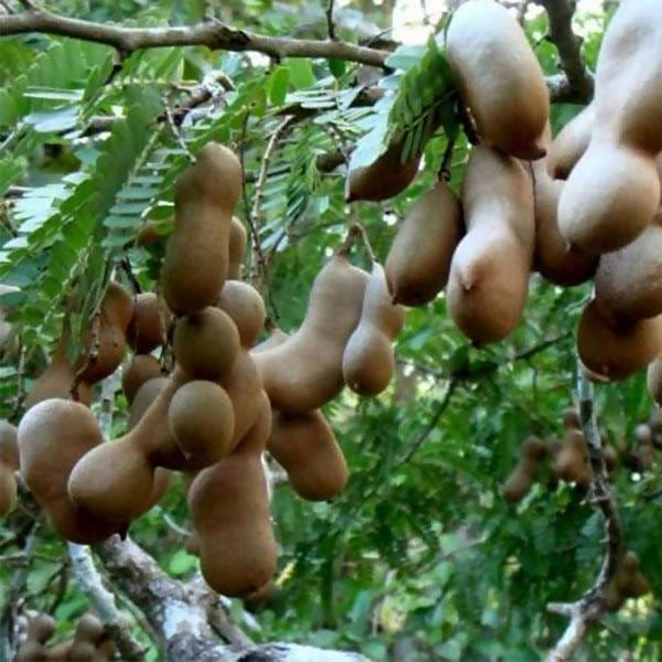 Plant’s Nirvana Outdoor Plants Tamarind Imli Tamarind Imli Plant