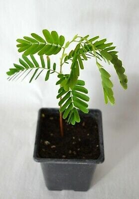 Plant’s Nirvana Outdoor Plants Tamarind Imli Tamarind Imli Plant