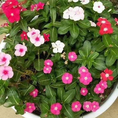 Plant’s Nirvana Outdoor Plants Vinca (mixed color) Vinca (mixed color) Plant