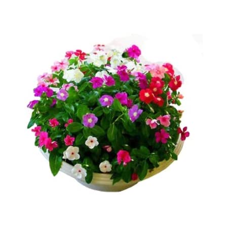 Plant’s Nirvana Outdoor Plants Vinca (mixed color) Vinca (mixed color) Plant