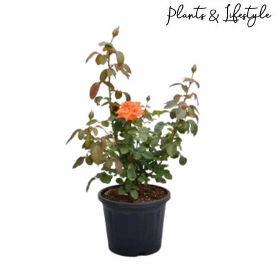 Plants and Lifestyle Orange Orange Rose Plant Buy Orange Rose Plant Online 