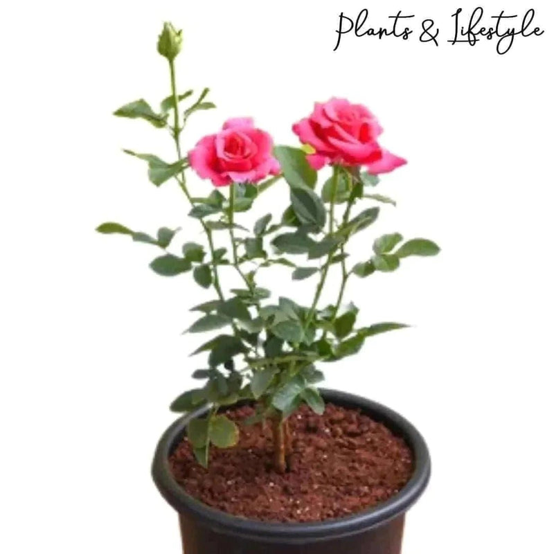 Plants and Lifestyle Pink Pink Rose Plant Buy Pink Rose Plant Online 