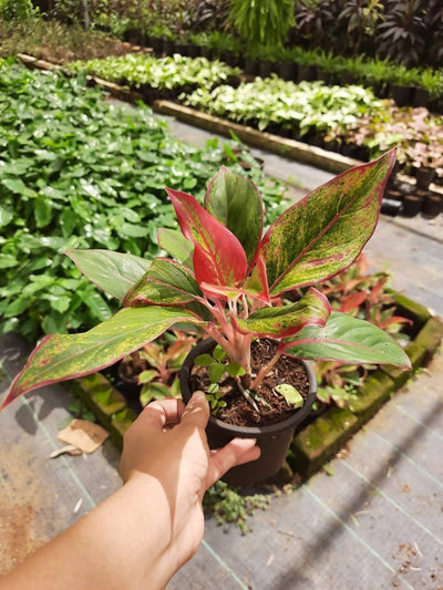 Plants and Lifestyle Plant Aglaonema Plant Buy Red Aglaonema, Chinese Evergreen Plant Online 