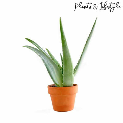 Plants and Lifestyle Plant Aloevera Plant Buy Aloevera Plant-Medicinal Plant Online 