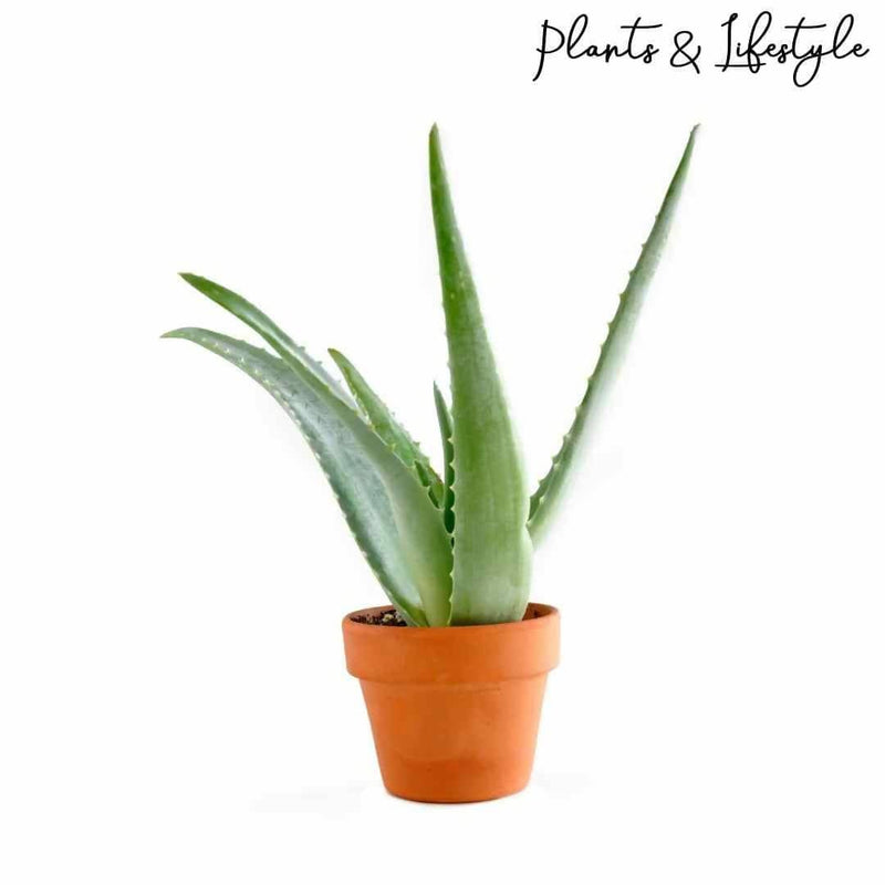 Plants and Lifestyle Plant Aloevera Plant Buy Aloevera Plant-Medicinal Plant Online 