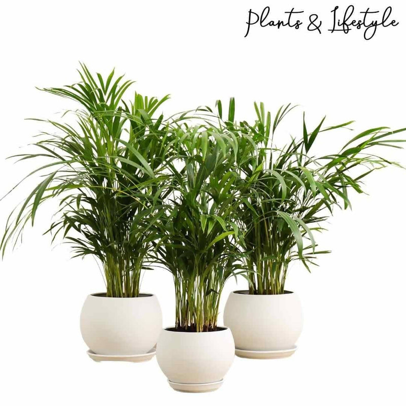 Plants and Lifestyle Plant Areca Palm Buy Areca Palm Plant Online-Urban Plants 